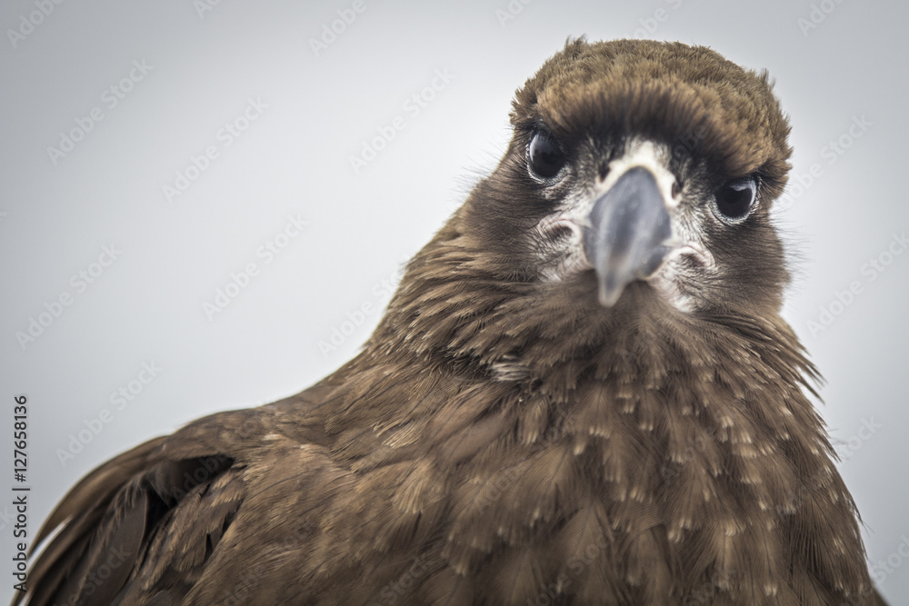 Fototapeta premium Águila mirando fijamente de frente