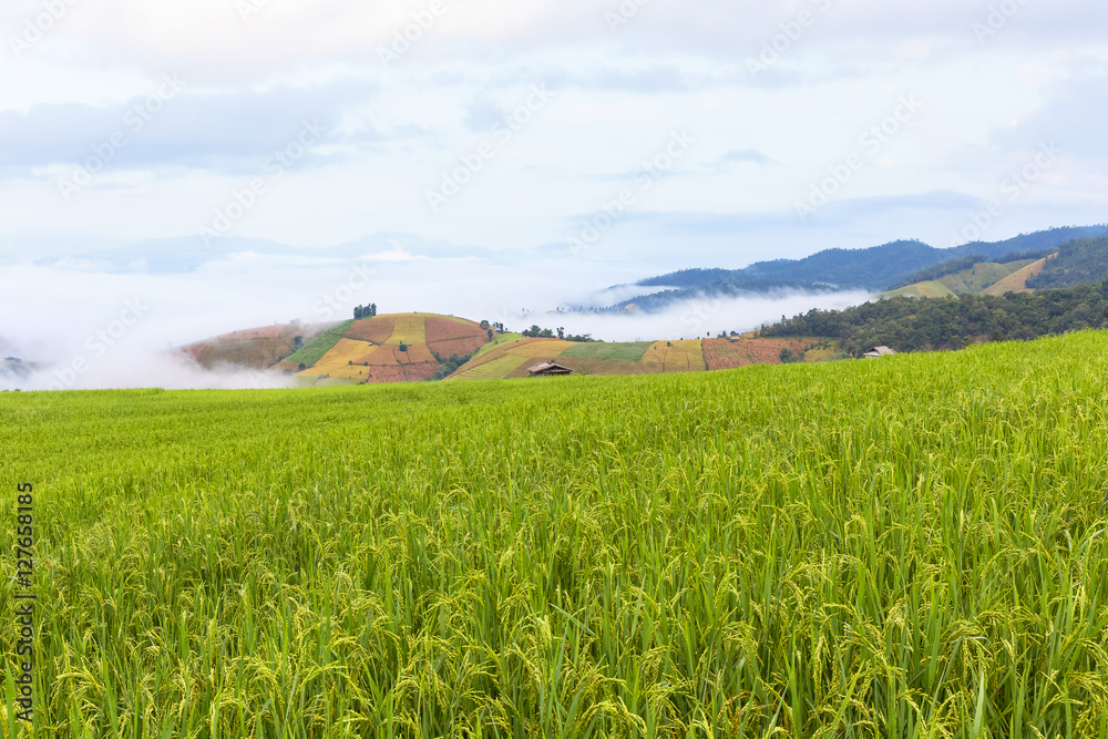 rice field scenery with morning fog