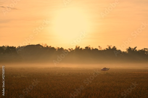 Foggy Field And the morning sun © thonephoto
