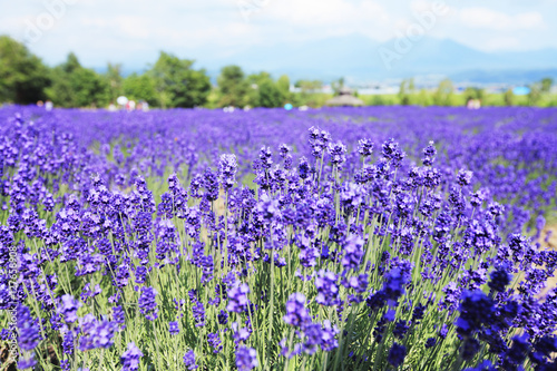 Fototapeta Naklejka Na Ścianę i Meble -  富良野のラベンダー畑　北海道　日本