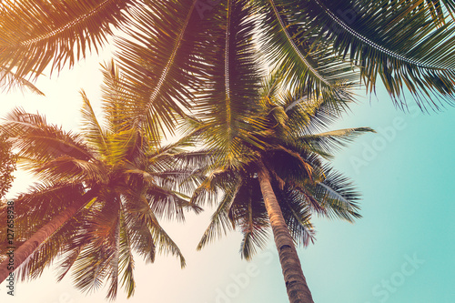 coconut palm tree and sky on beach. Vintage palm on beach in sum