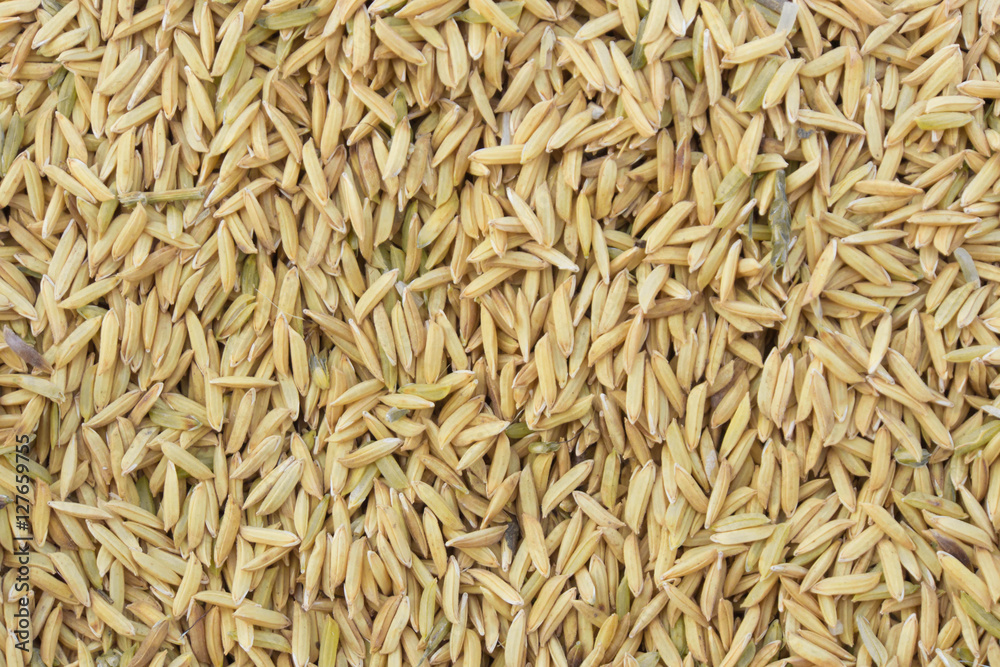Yellow paddy jasmine rice for background texture Yellow paddy jasmine rice for background texture