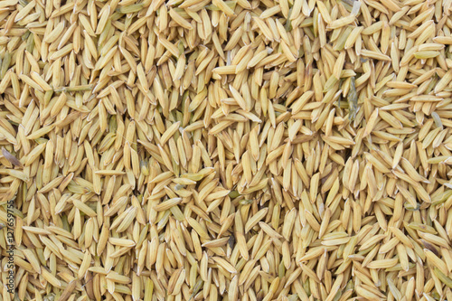 Yellow paddy jasmine rice for background texture
