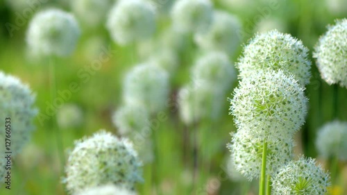 Beautiful White Allium circular globe shaped flowers blow in the wind photo