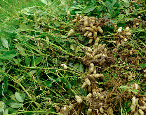 peanuts  plant in farmland