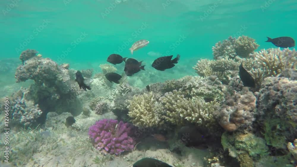 Many fish swim among corals in the Red Sea, Egypt, 4k
Many fish swim among corals in the Red Sea, Egypt, 4k