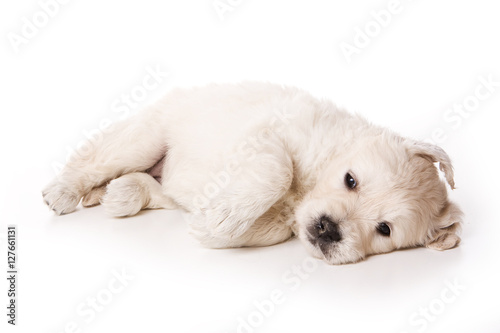 Puppy golden retriever dog (isolated on white)