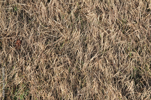 Картината върху платно the faded turf grass / A texture view of the faded turf grass