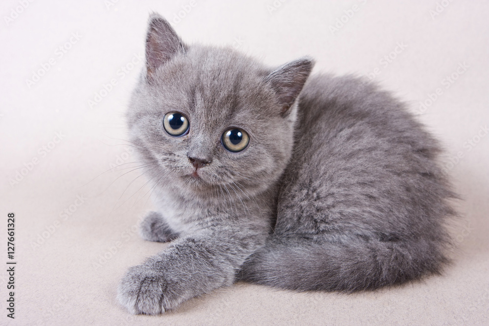 Gray kitten British cat