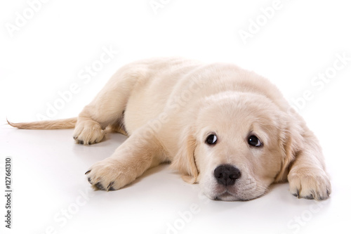 Beige puppy Labrador (isolated on white)
