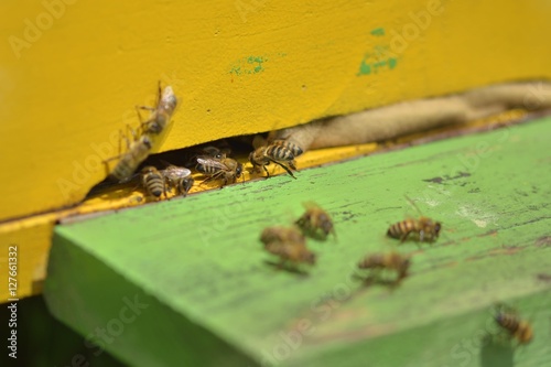 The bees on the comb