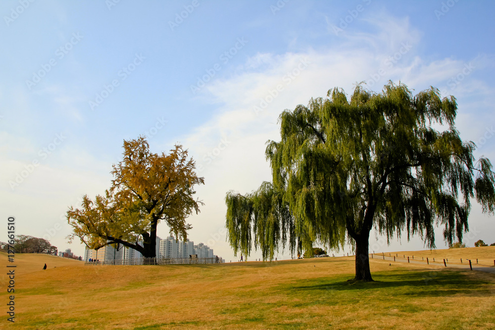 landscape view of the park and lonely tree / A landscape view of the park and lonely tree in Seoul Korea landscape view of the park and lonely tree / A landscape view of the park and lonely tree in Seoul Korea