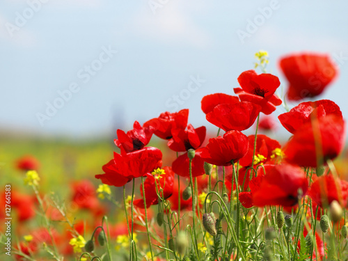 Summer wildflowers and clouds