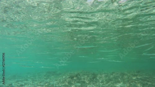 Wallpaper Mural School of garfish or garpikes (belone belone) in Red sea, 4k
 Torontodigital.ca