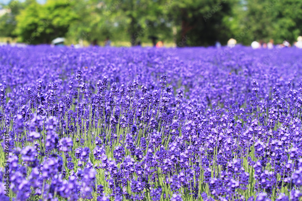 Naklejka premium Lawendowe pole