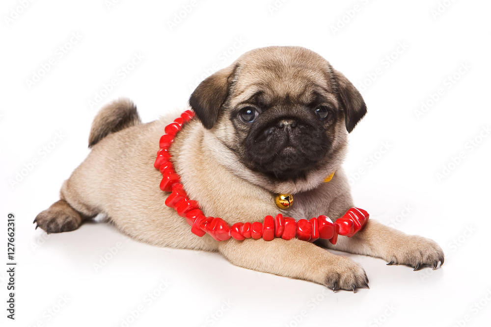 Pug puppy and red beads (isolated on white)