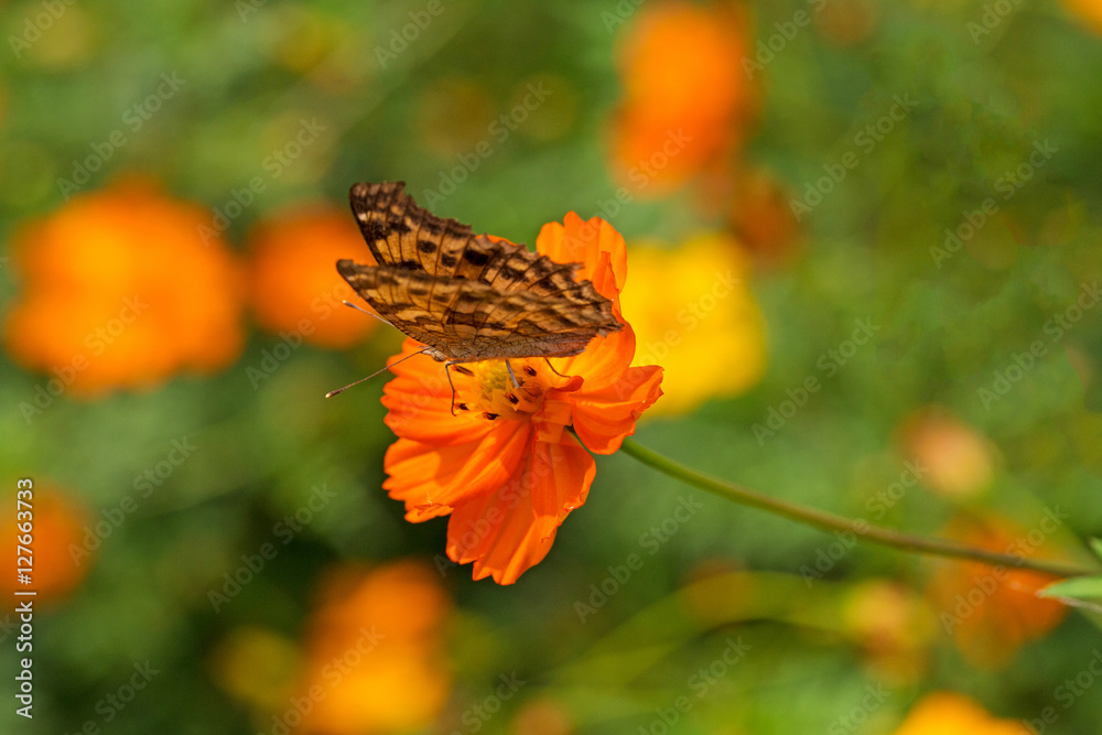 Obraz premium 코스모스와 호랑나비