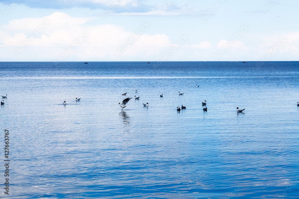 Seagulls on the lake