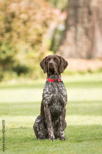 Obraz na plátně German Short Haired Pointer with Red Collar