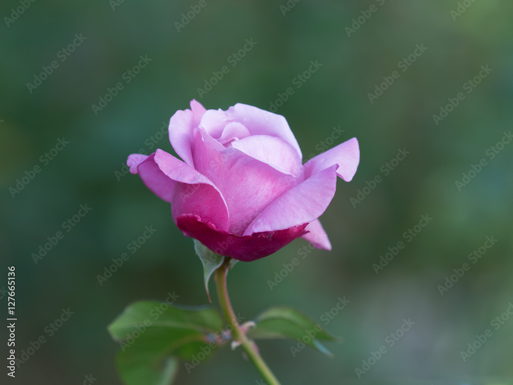 美しいピンクの薔薇 美しいピンクの薔薇