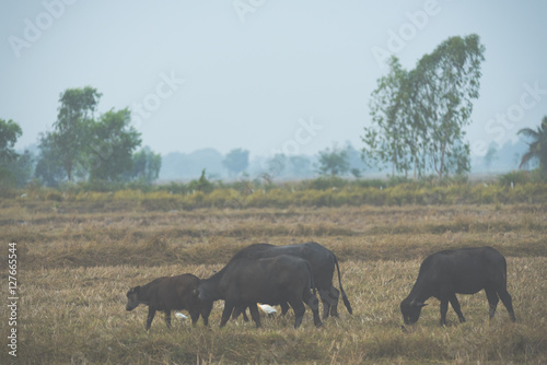 Buffalo in rice paddies in ...
