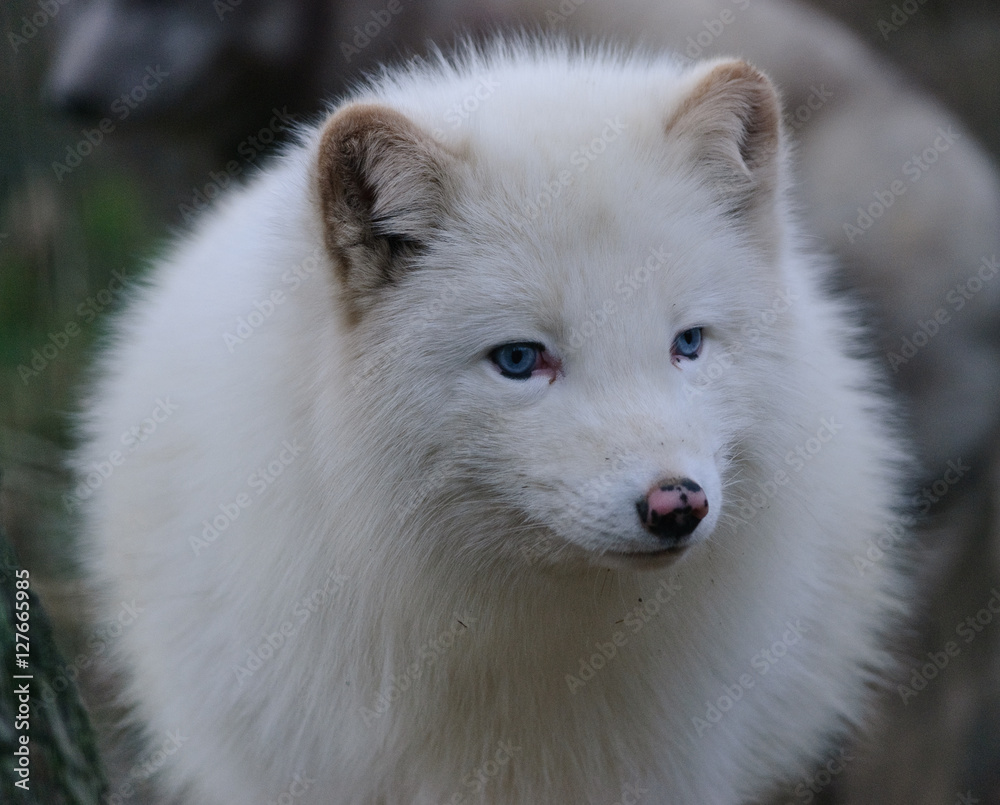 close up portrait of white polar fox with blue eyes