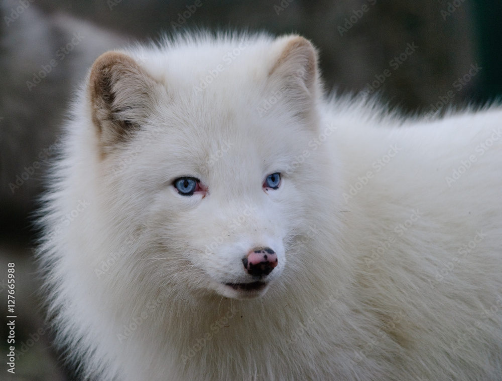 white polar fox with blue eyes close up portrait