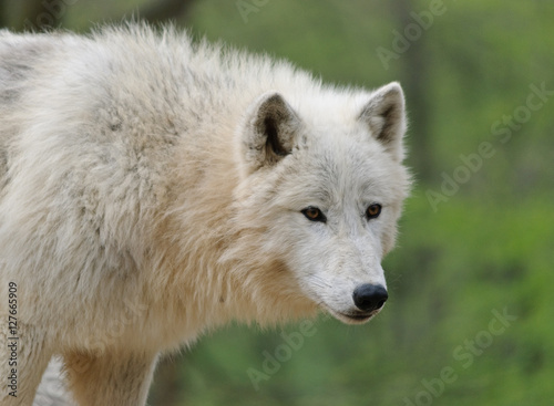 summer close up photo of white arctic Wolf in a forest with green background