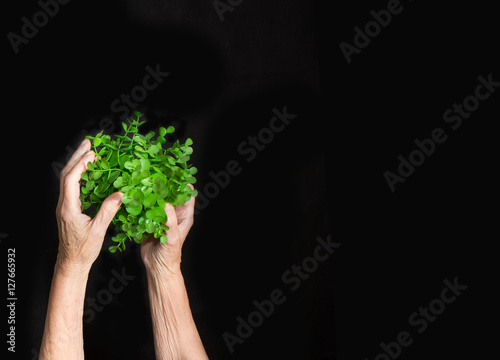 The female hand holding new green sprout