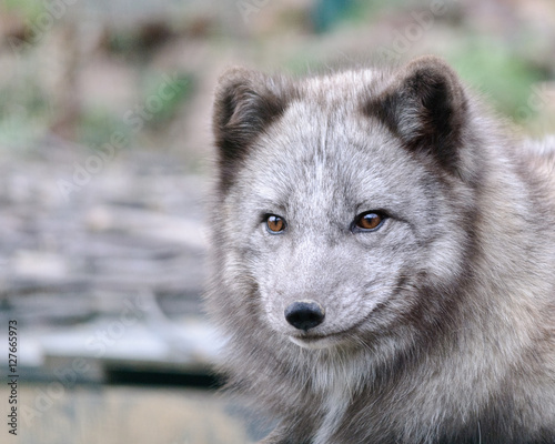 Fototapeta Naklejka Na Ścianę i Meble -  close up portrait of grey arctic fox