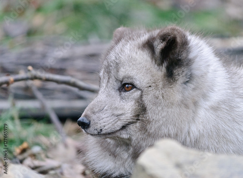 grey arctic fox close up portrait 