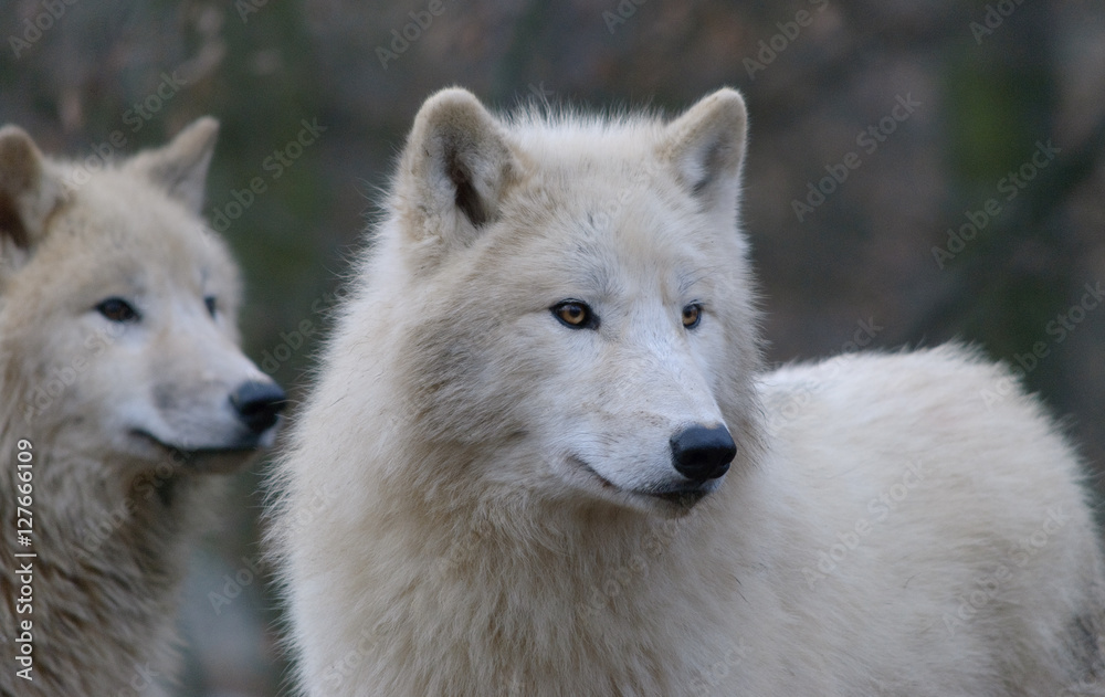 white arctic wolves pack