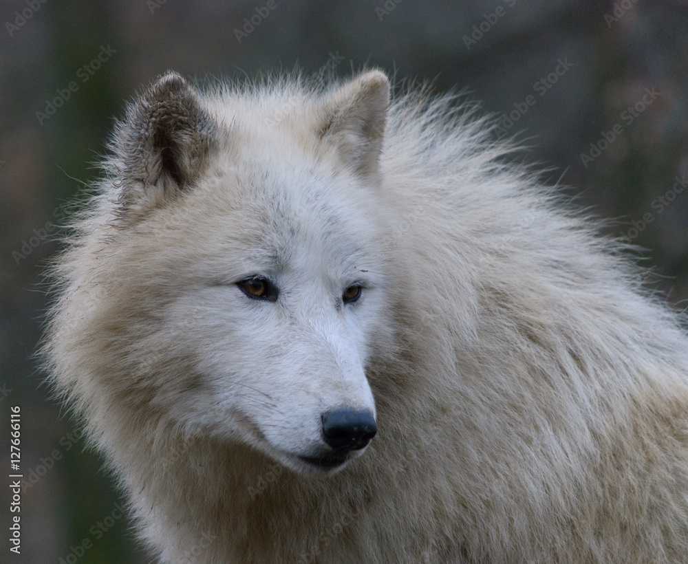 close up portrait of white arctic wolf close up portrait of white arctic wolf