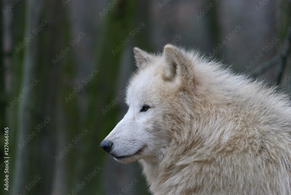 close up winter portrait of white arctic wolf close up winter portrait of white arctic wolf
