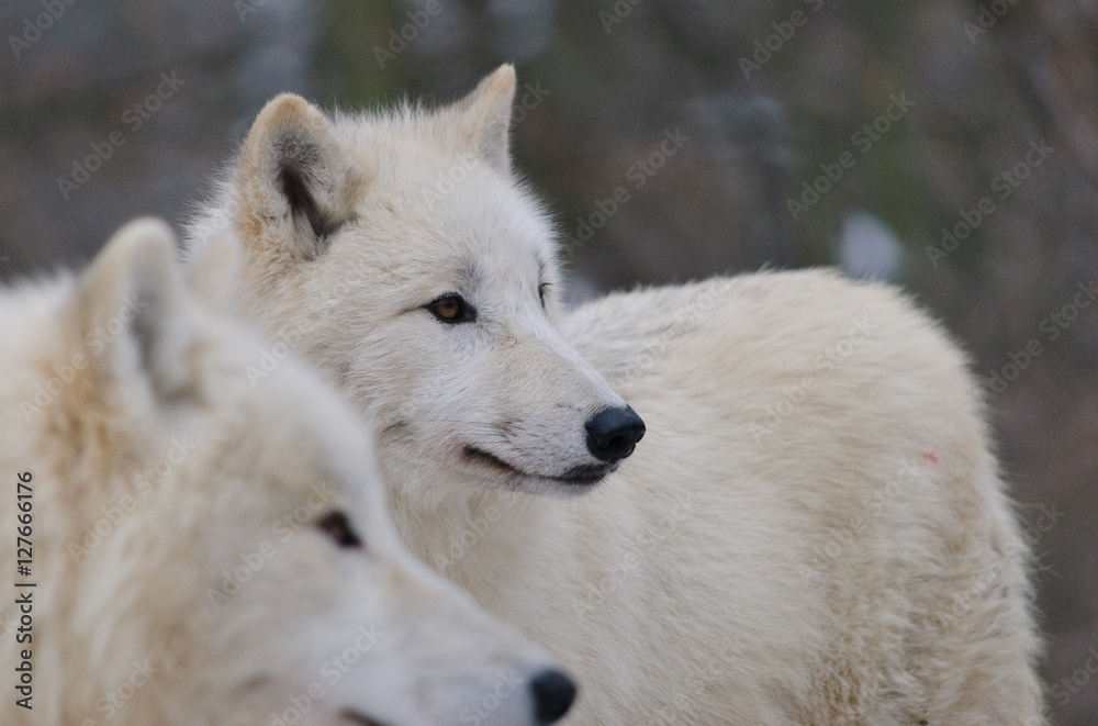white arctic wolves couple