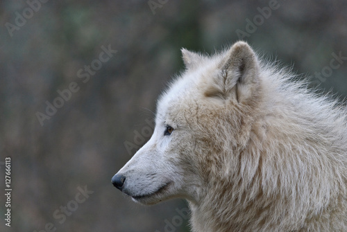 Fototapeta Naklejka Na Ścianę i Meble -  white arctic wolf close up portrait
