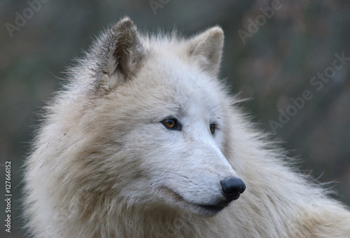 close up white arctic Wolf portrait