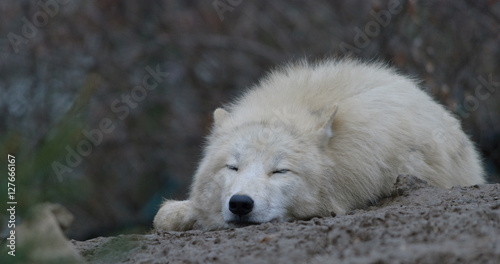 sleeping white arctic wolf