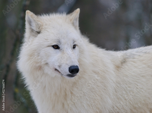close up portrait of white arctic wolf