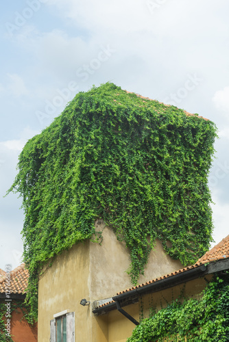Old stone wall with ivy as ...