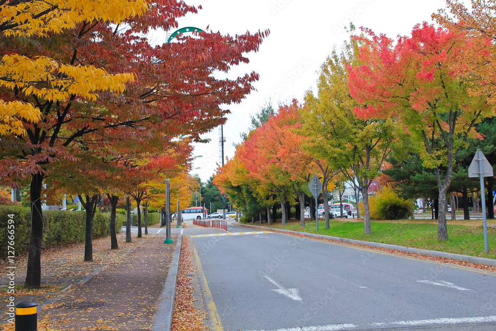 Naklejka premium The street is aflame with colorful maple / The street is aflame with colorful maple in Korea Seoul