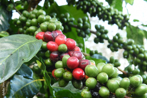 Coffee beans ripening on a tree.