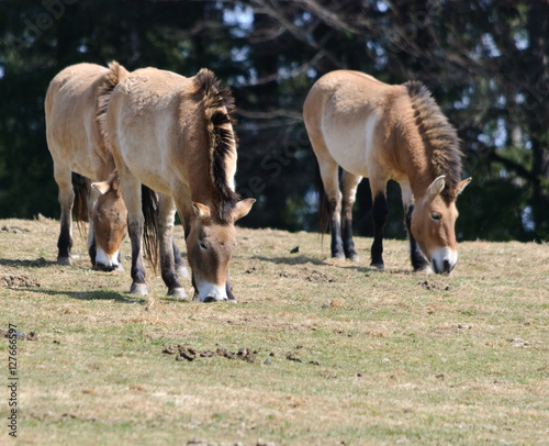 grazing herd of wild horses
