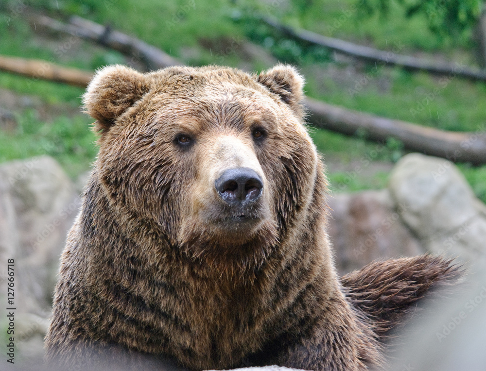 Obraz premium brown bear close up portrait