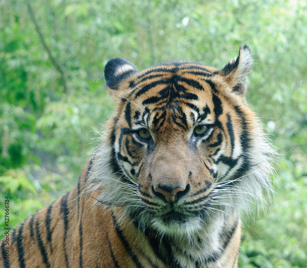 close up portrait of tiger close up portrait of tiger