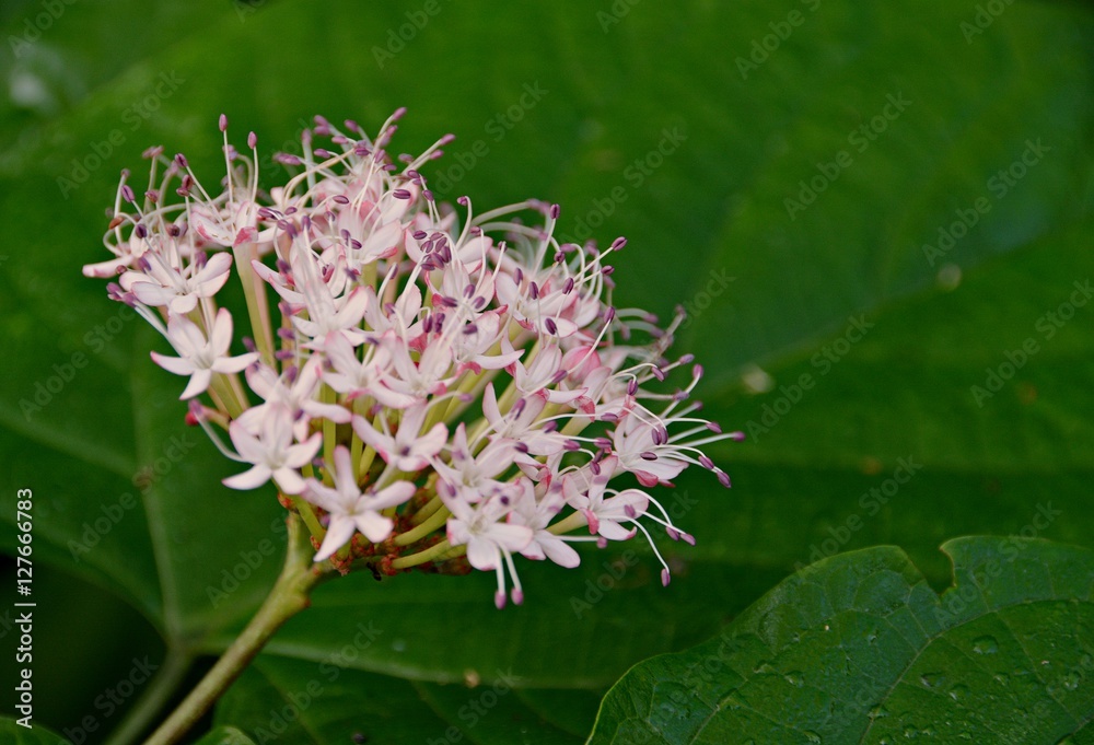Wildflowers White on a green leaf background Wildflowers White on a green leaf background