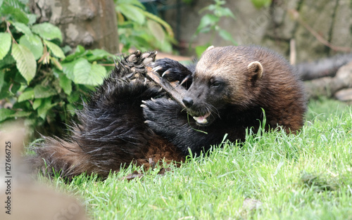 wolverine playing with a wood photo