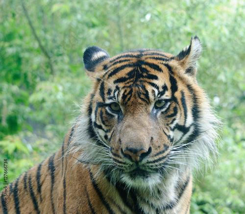 close up portrait of tiger
