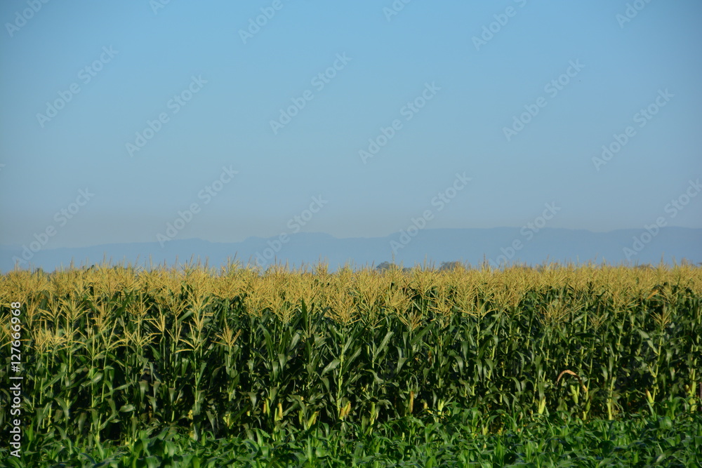Corn field natural backdrop Corn field natural backdrop