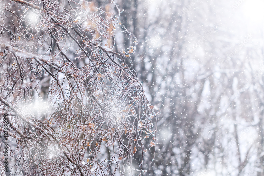 icy tree branches Stock Photo | Adobe Stock